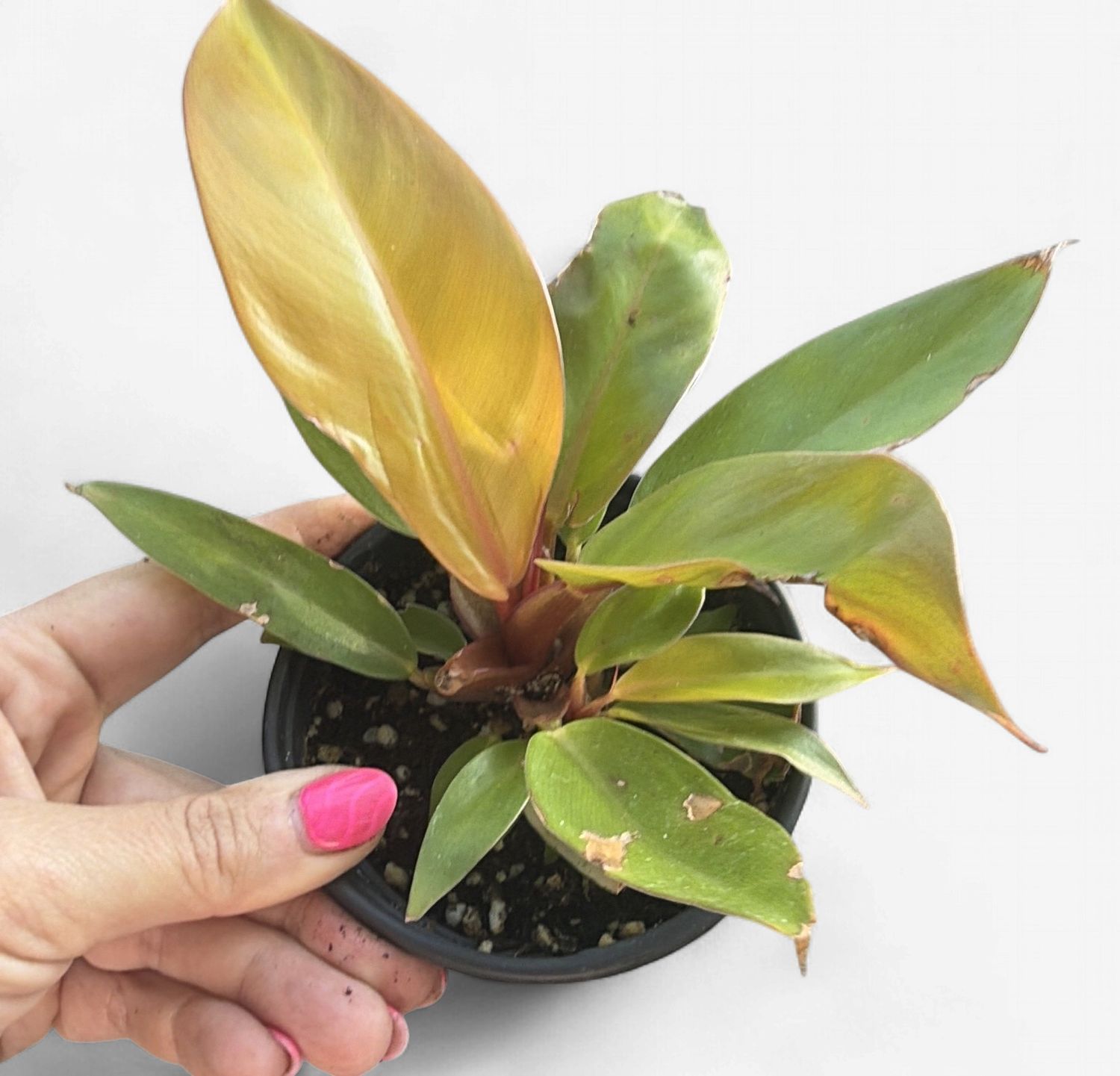 4" Philodendron Prince of Orange