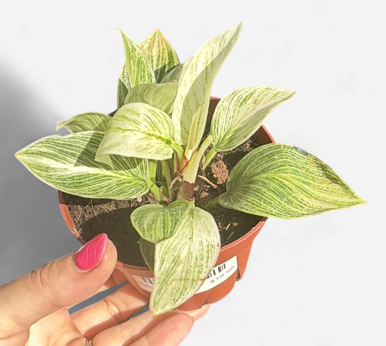 4" Philodendron Evian