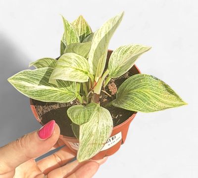 4" Philodendron Evian