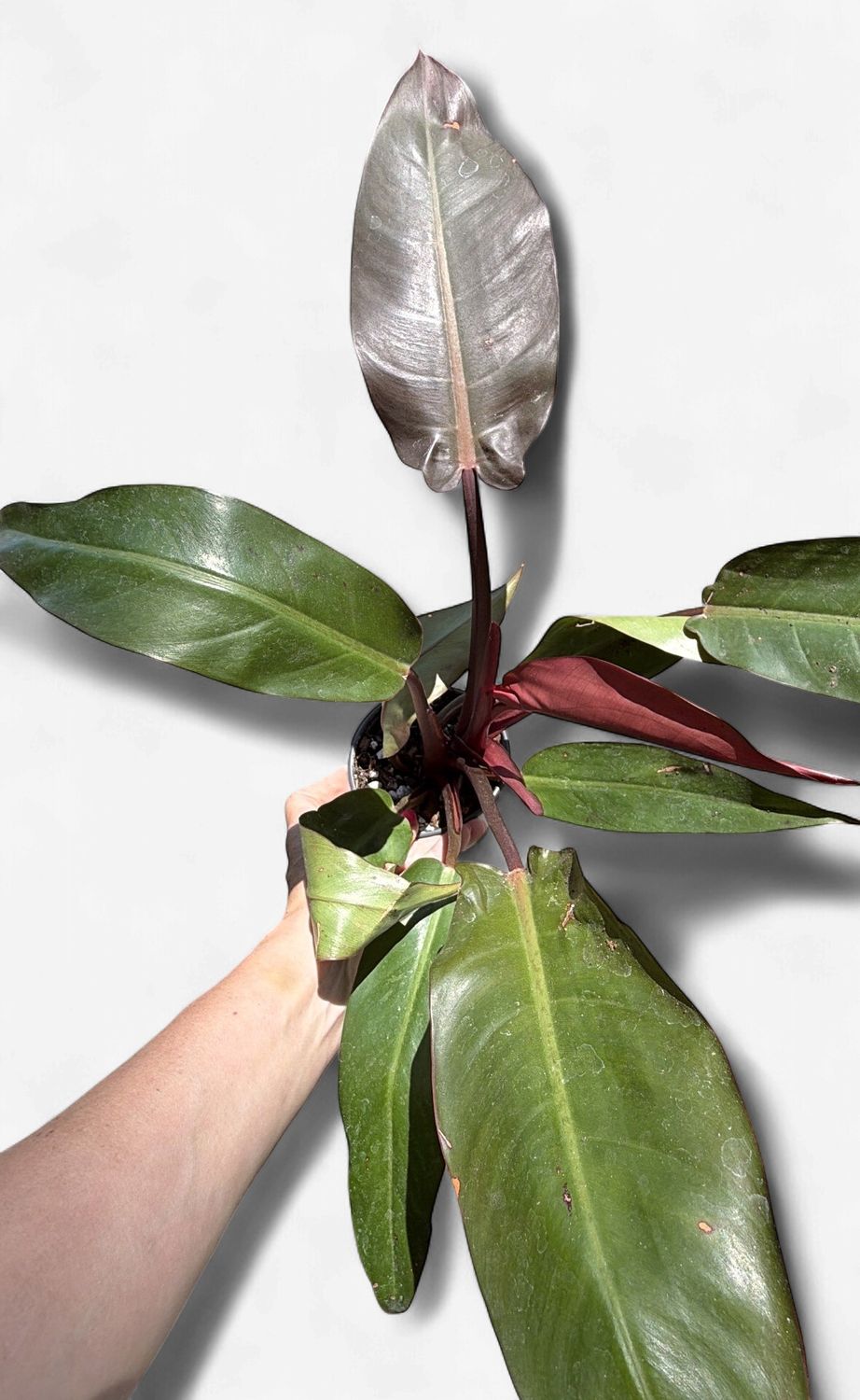 4" Philodendron Red Sun