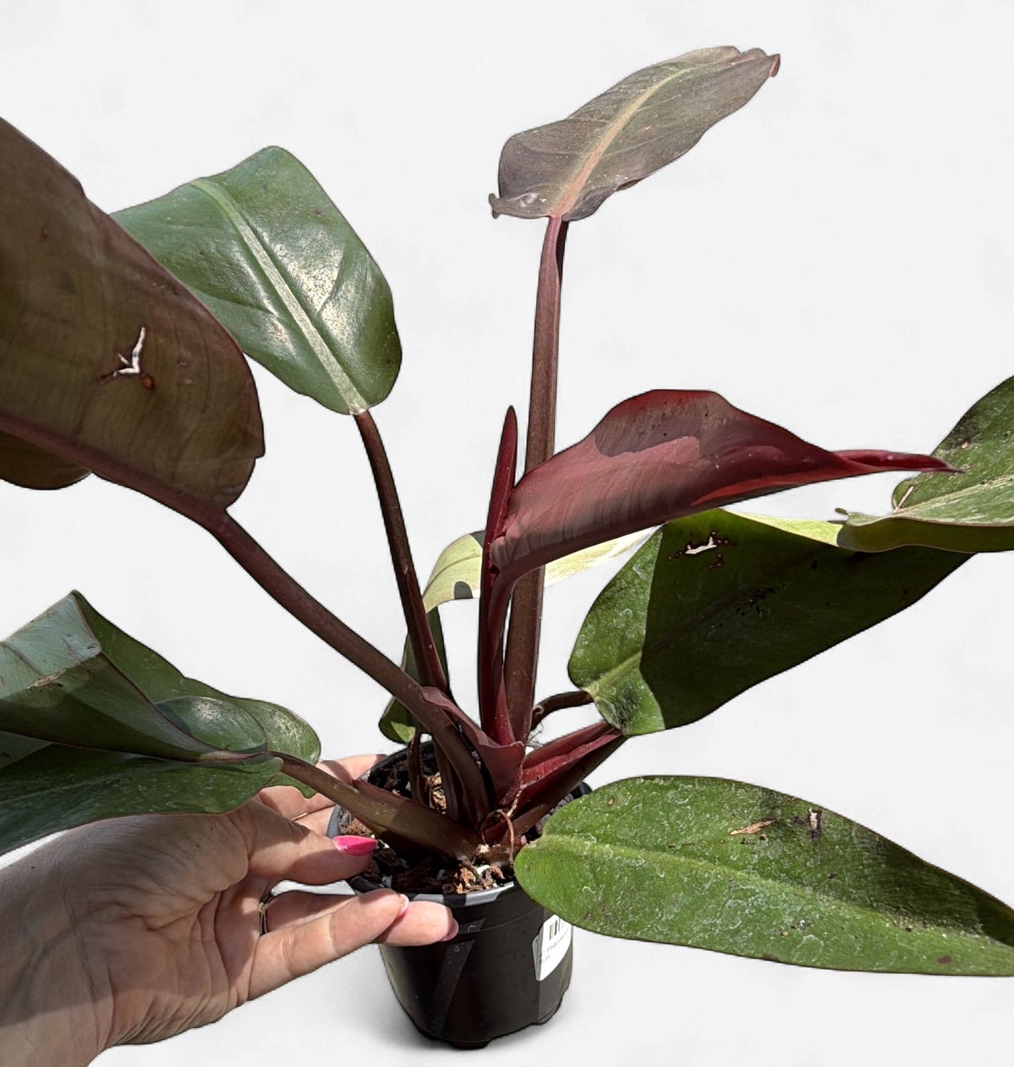 4" Philodendron Red Sun