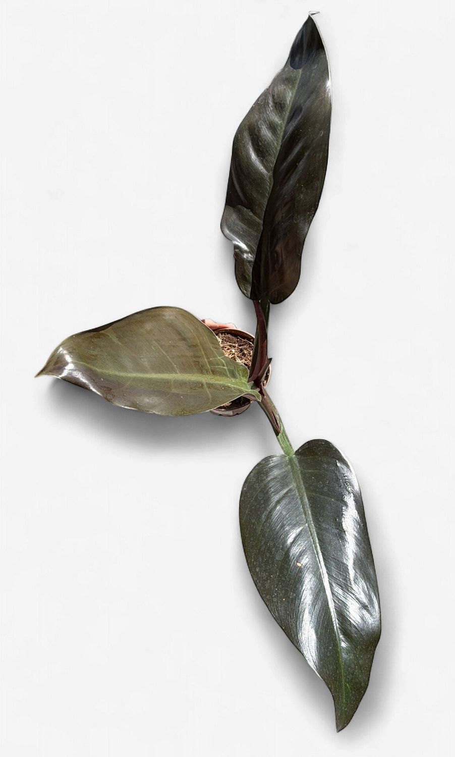 4" Philodendron Imperial Red