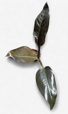 4" Philodendron Imperial Red