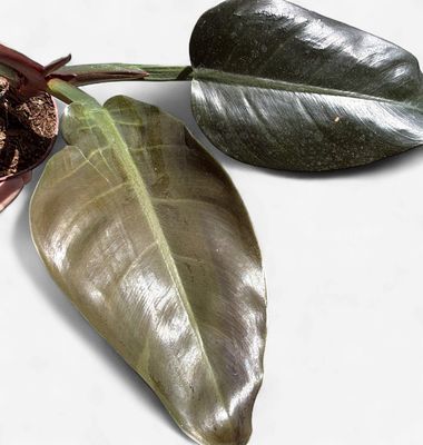 4" Philodendron Imperial Red