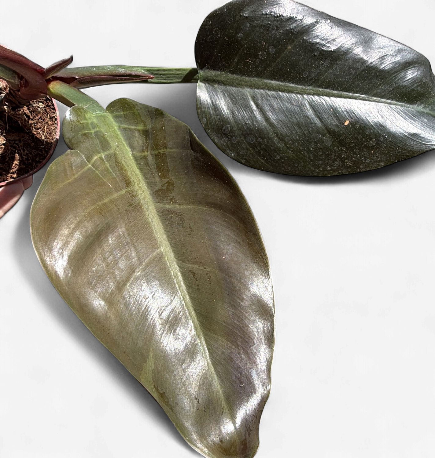 4" Philodendron Imperial Red