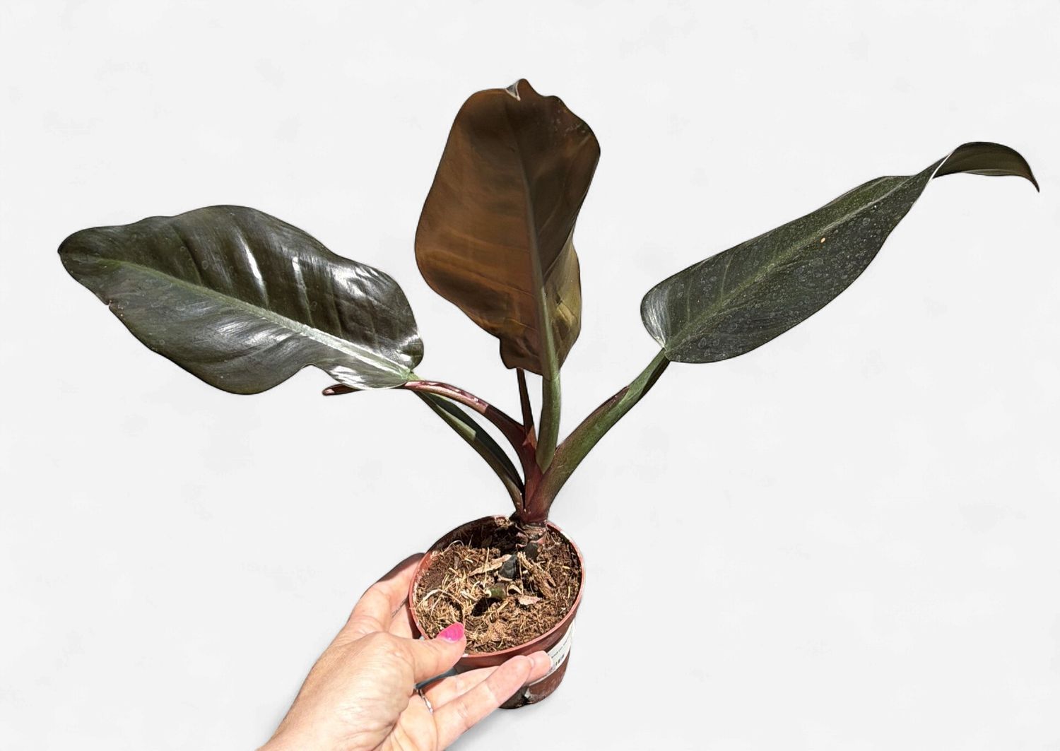 4" Philodendron Imperial Red