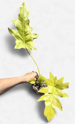 4" Philodendron Warscewiczii