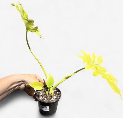 4" Philodendron Warscewiczii