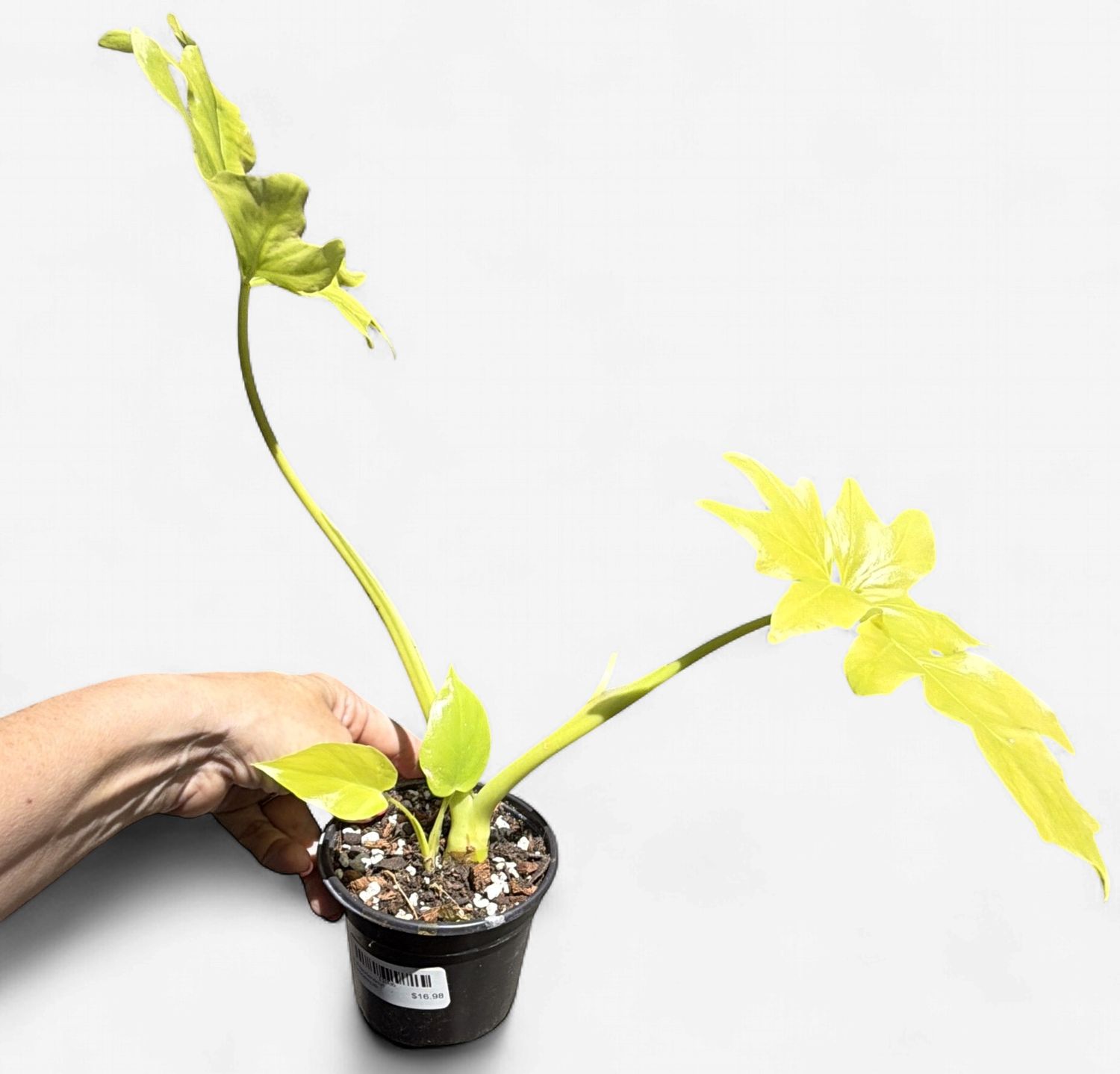4" Philodendron Warscewiczii