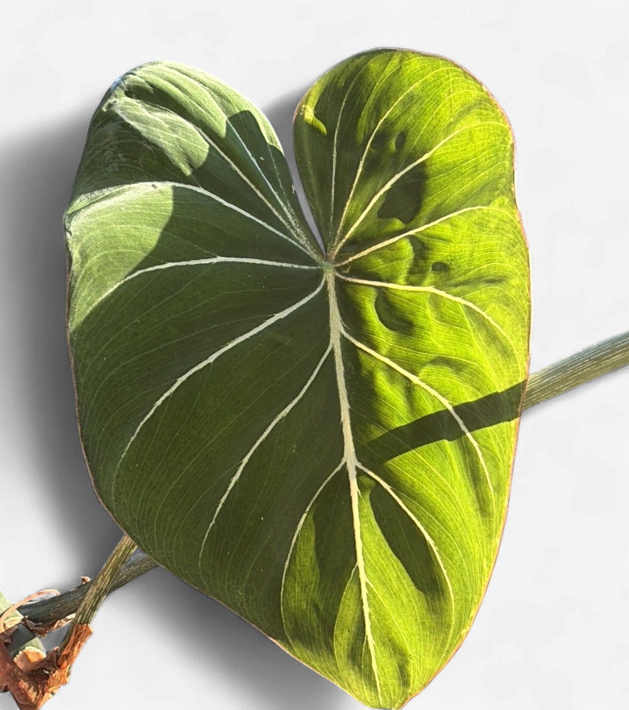 6" Philodendron Gloriosum