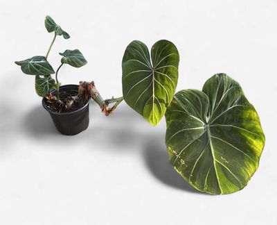 6" Philodendron Gloriosum
