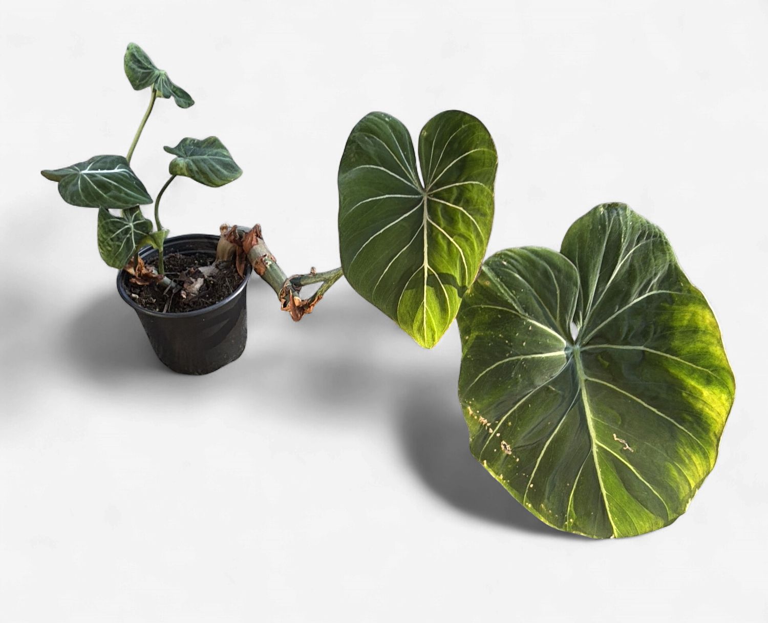 6" Philodendron Gloriosum