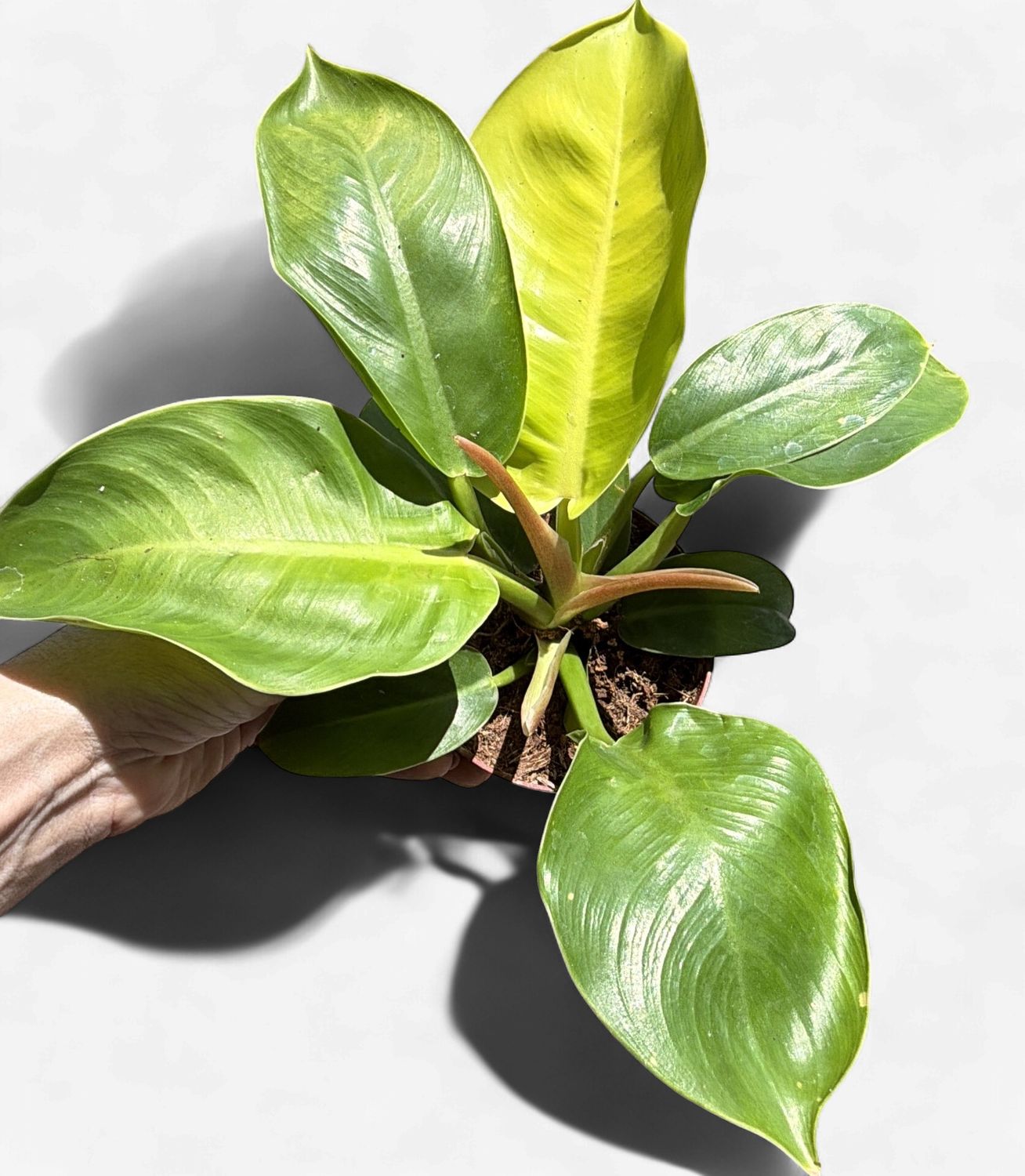 4" Philodendron Moonlight