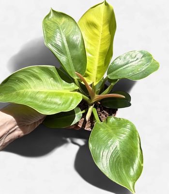4" Philodendron Moonlight