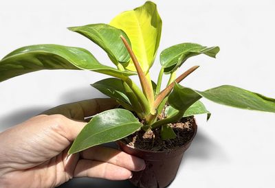 4" Philodendron Moonlight