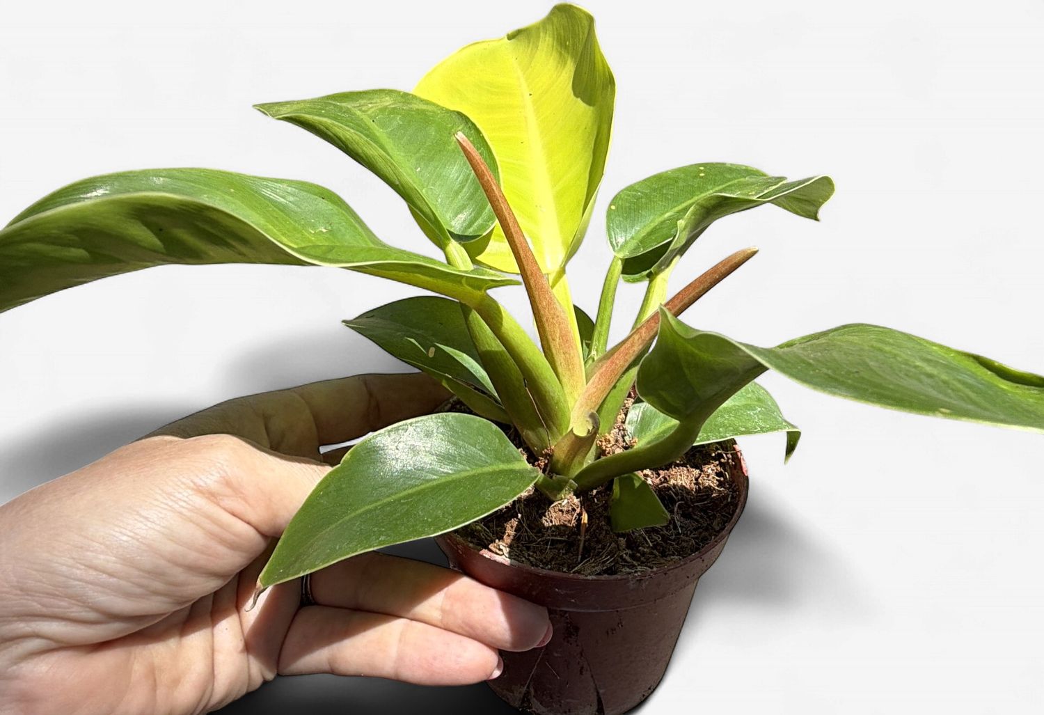 4" Philodendron Moonlight