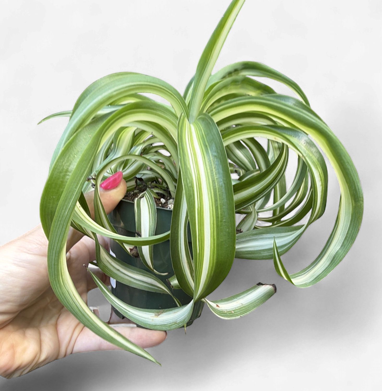 4" Curly Spider Plant (Bonnie)
