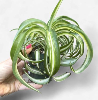 4" Curly Spider Plant (Bonnie)