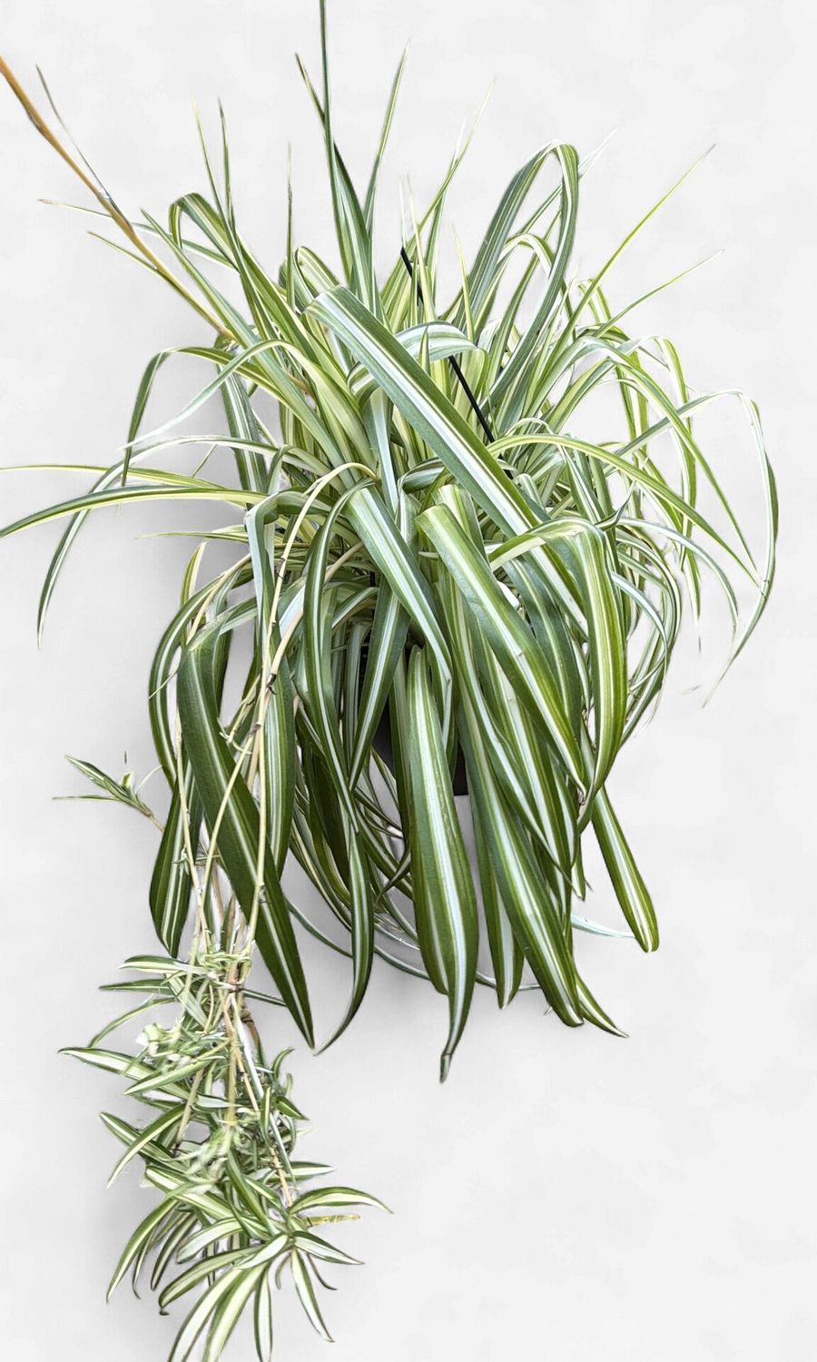 8" Spider Plant Variegated Hanging Basket