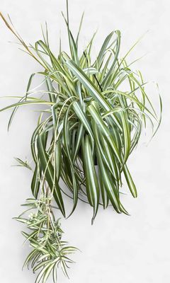 8" Spider Plant Variegated Hanging Basket
