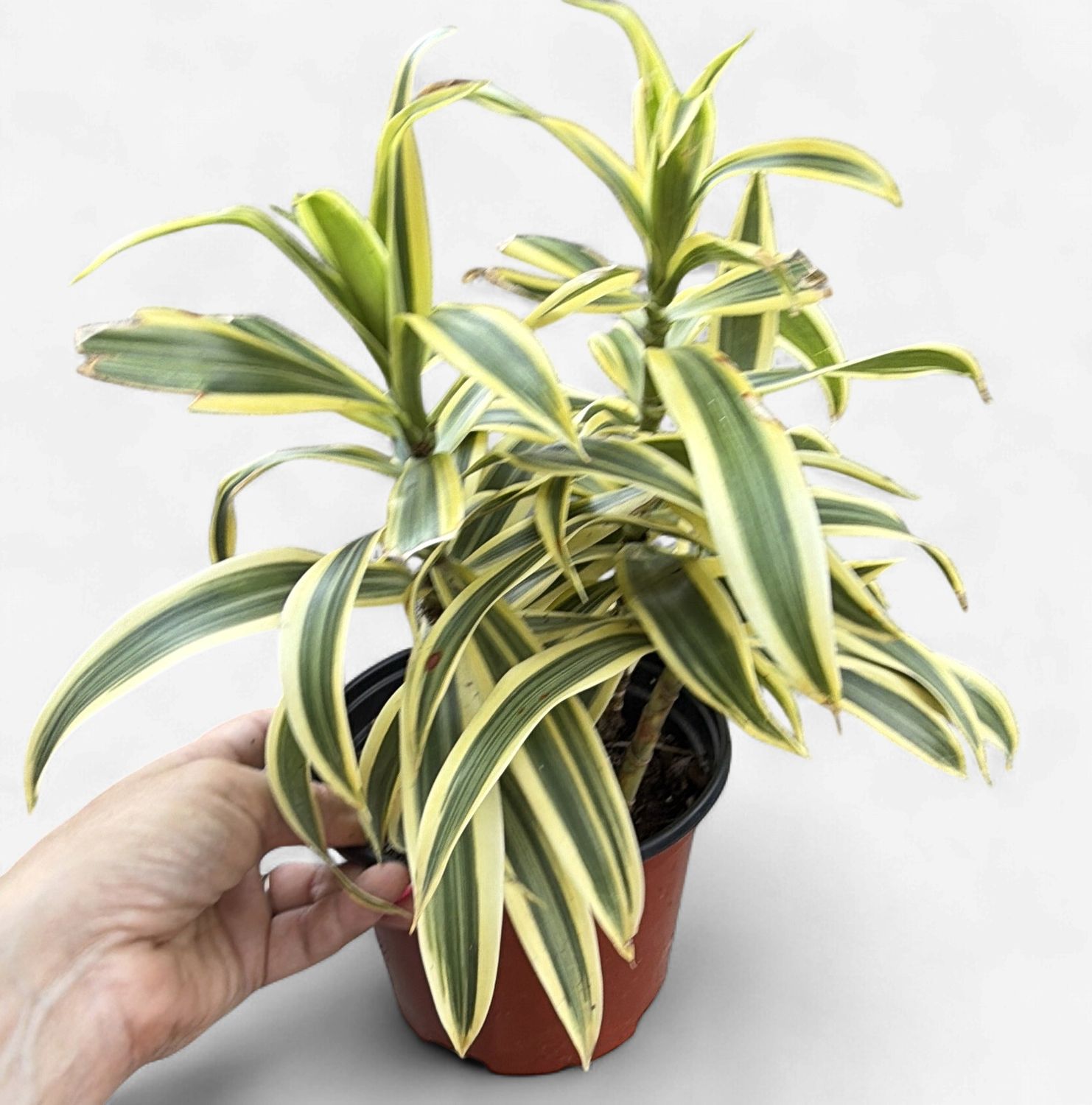 6" Dracaena Song of India
