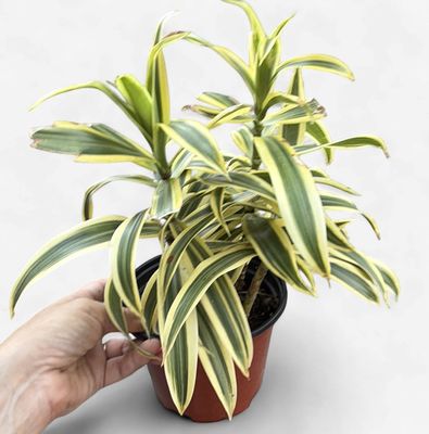 6" Dracaena Song of India
