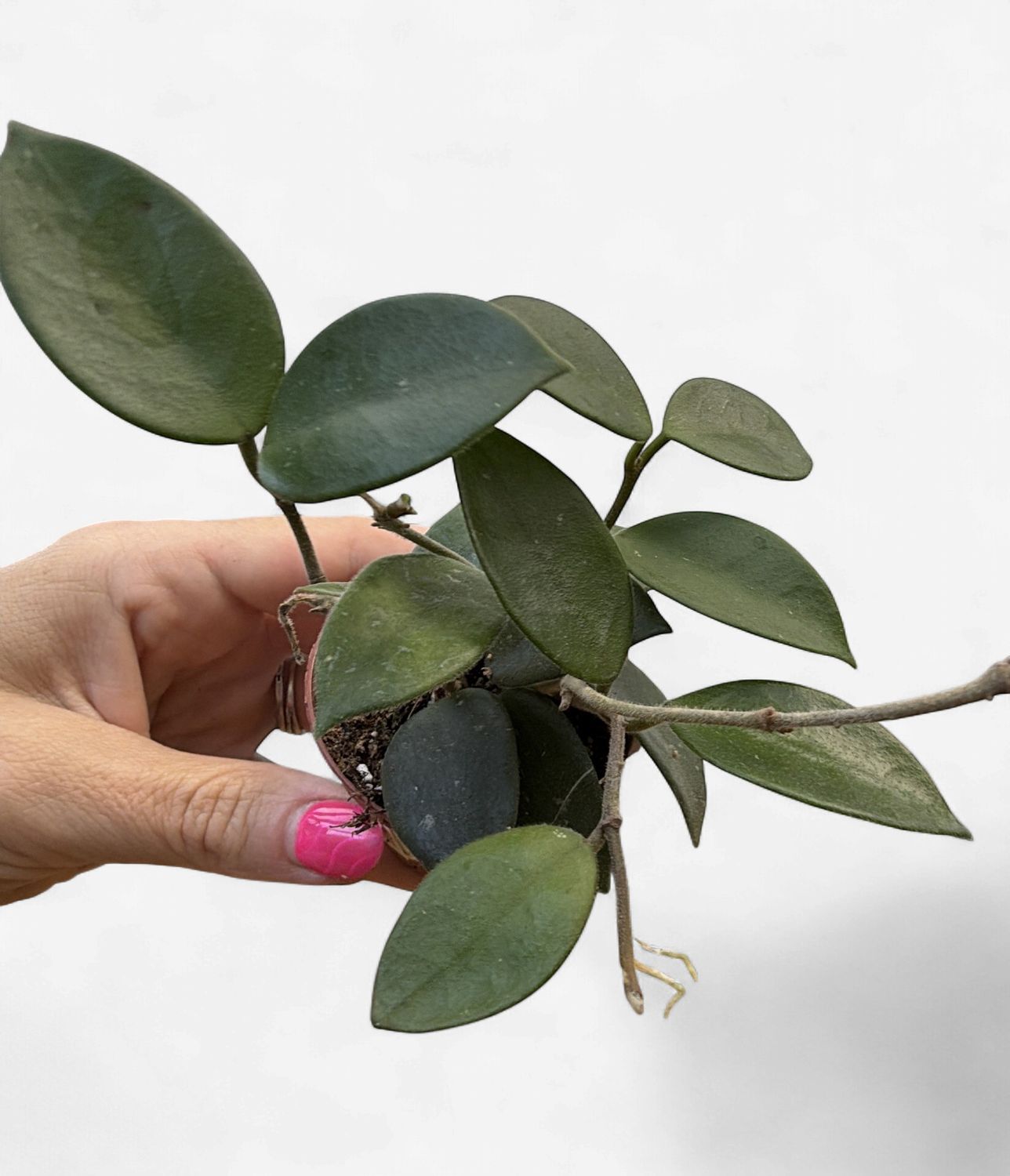 2" Hoya Chouke