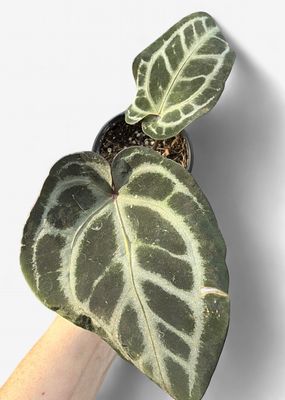 4" Anthurium Michelle x Black Velvet