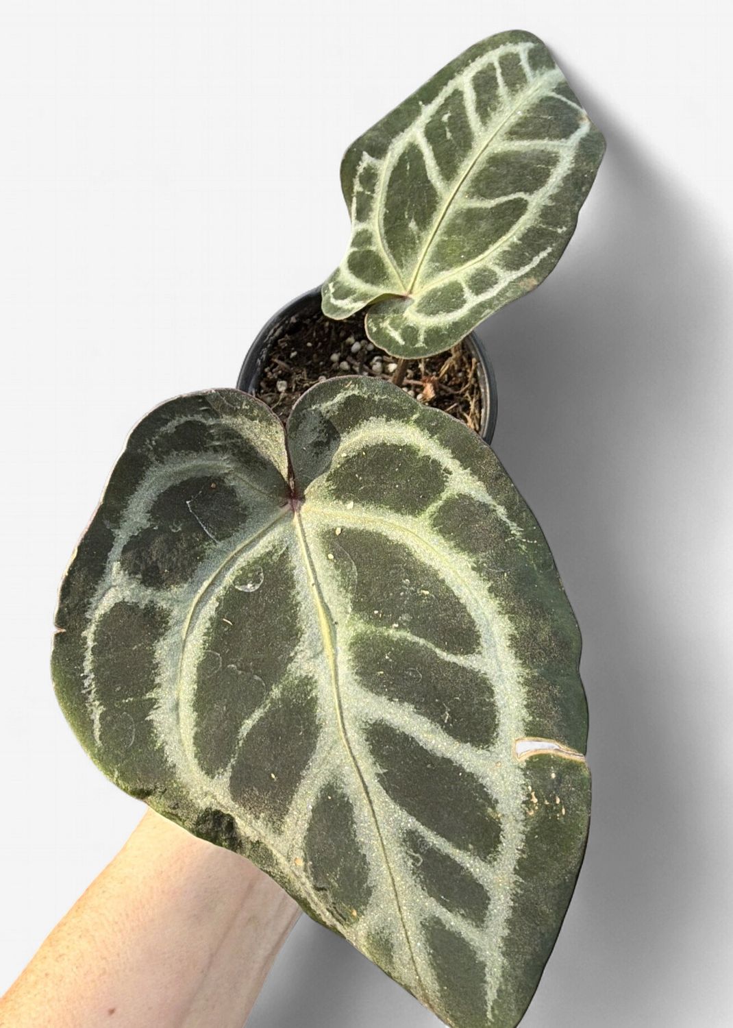 4" Anthurium Michelle x Black Velvet