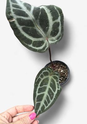 4" Anthurium Michelle x Black Velvet