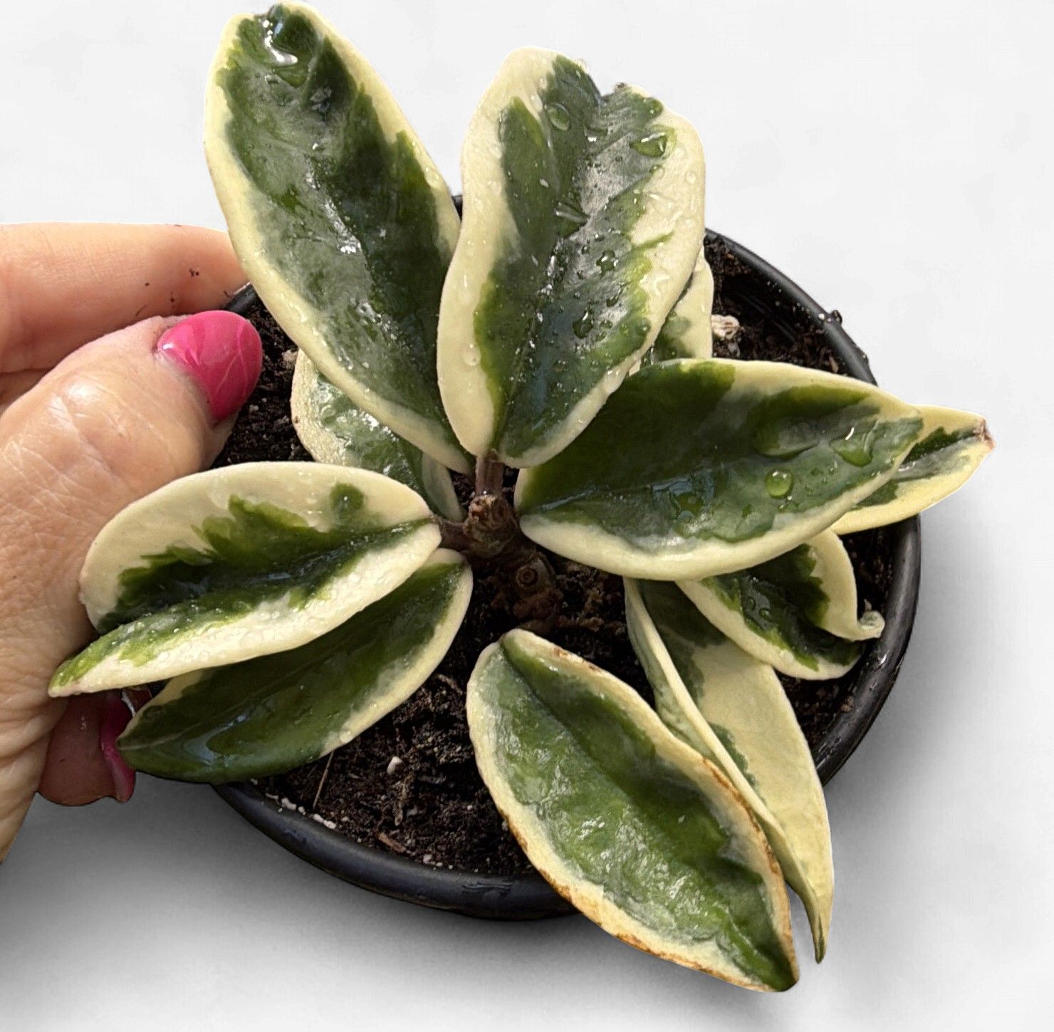 4" Hoya Krinkle 8 Albomarginata