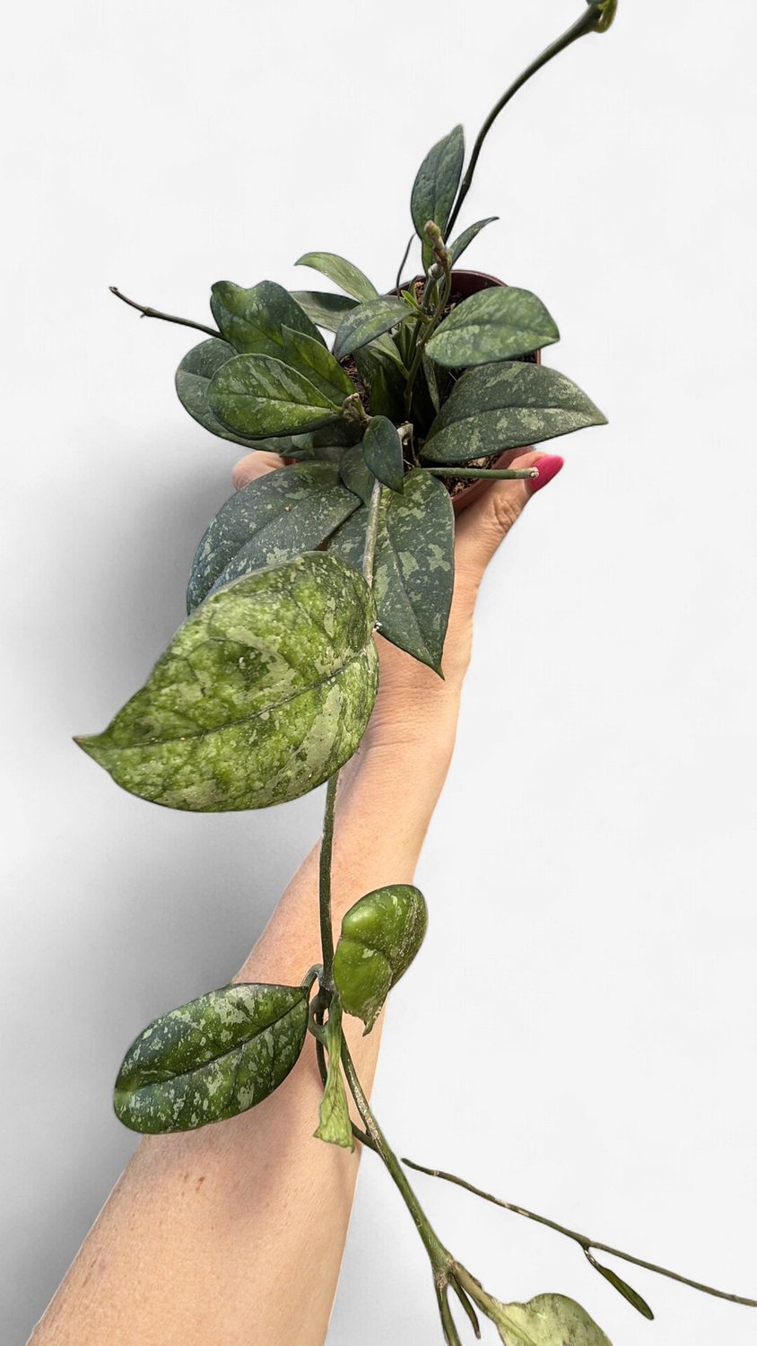 4" Hoya Finlaysonii Nova
