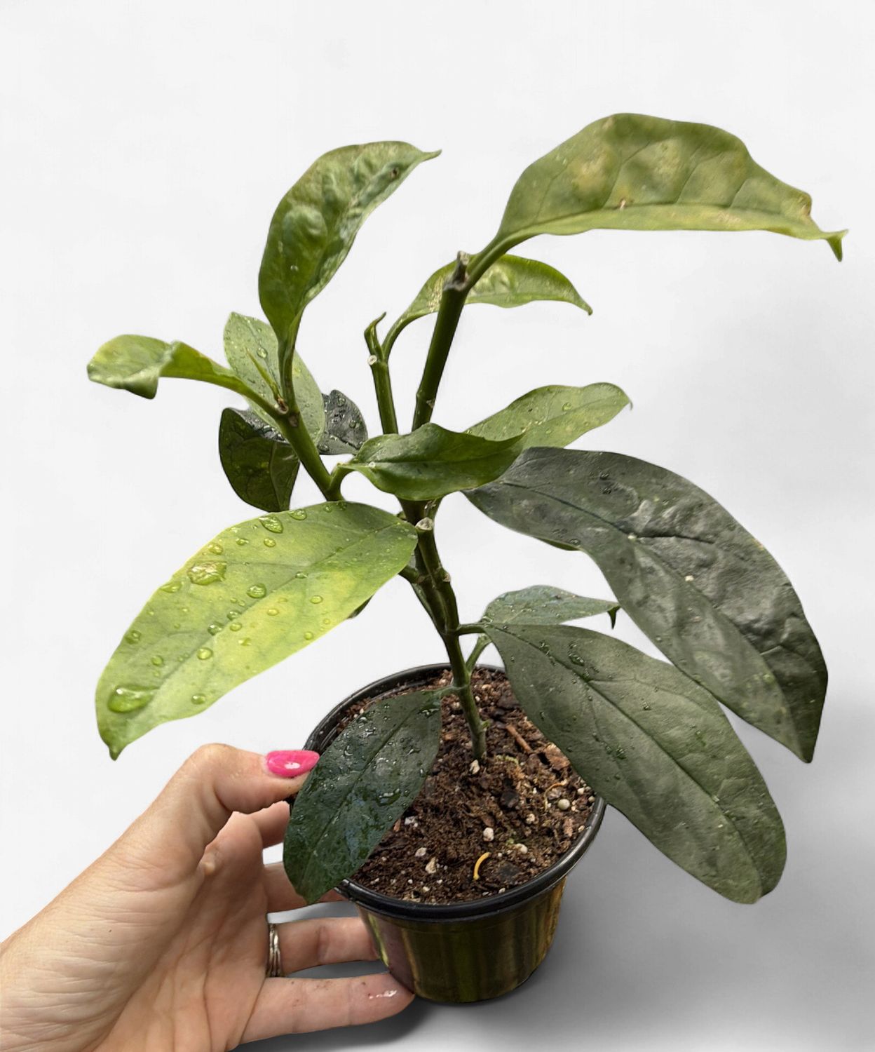 4" Hoya Decipulae