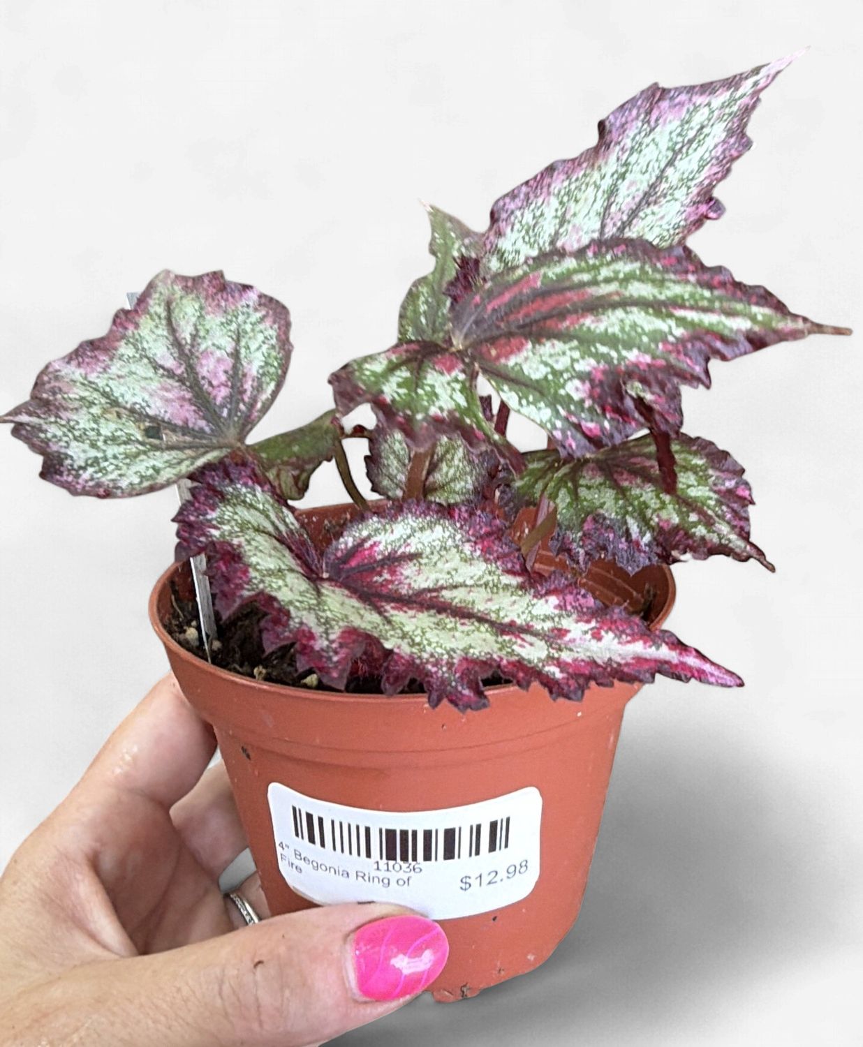 4" Begonia Ring of Fire