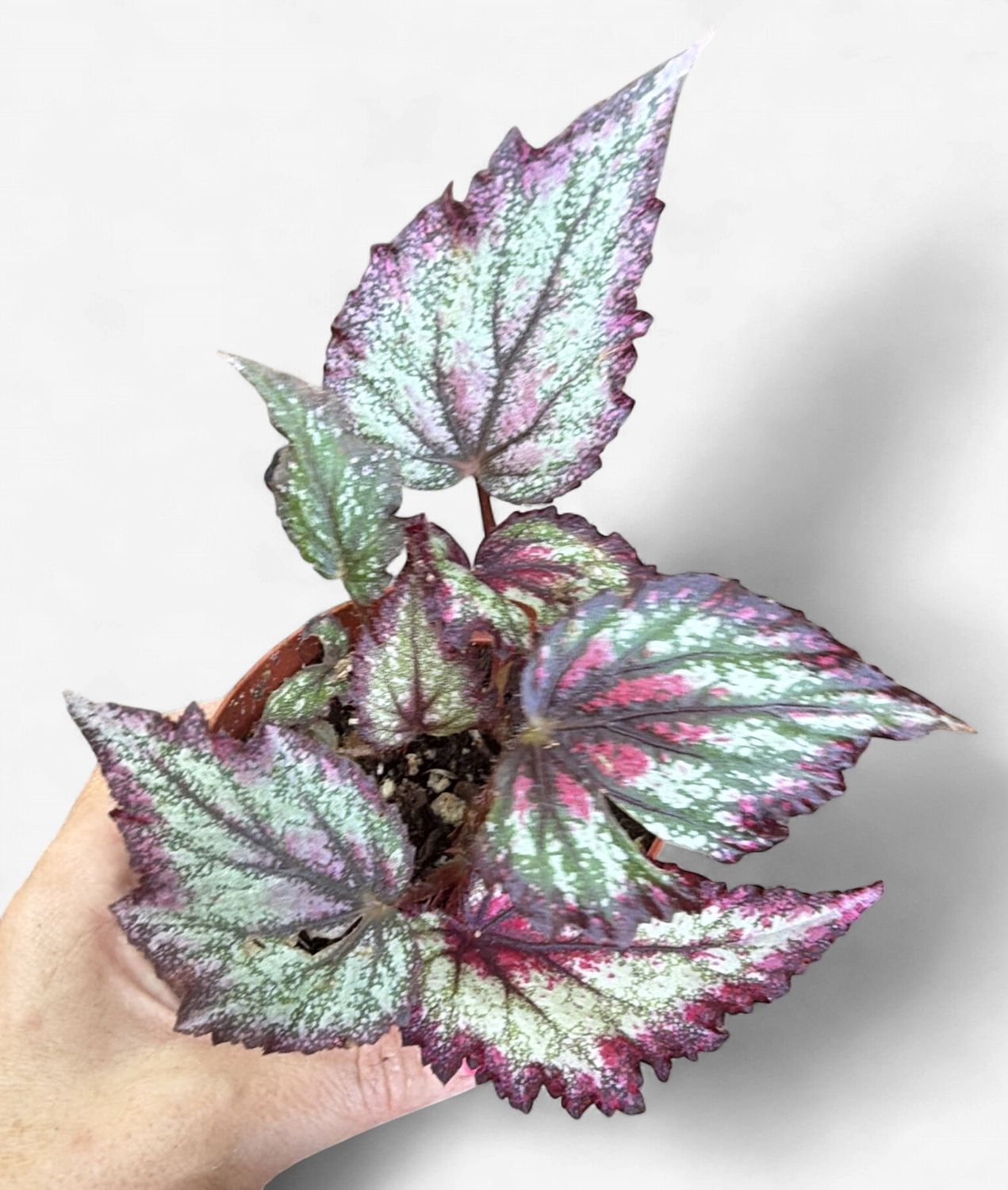 4" Begonia Ring of Fire