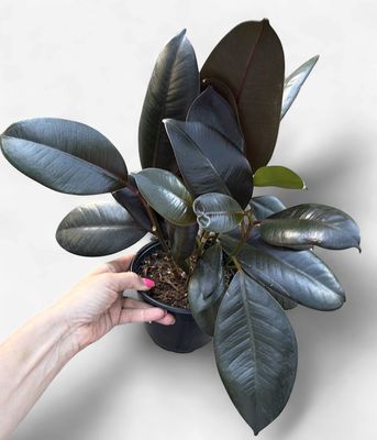6" Ficus Burgundy