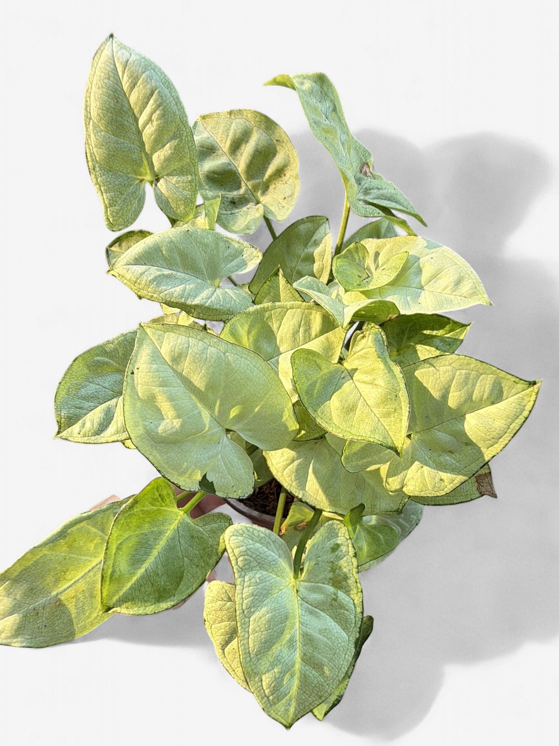 4" Syngonium White Butterfly