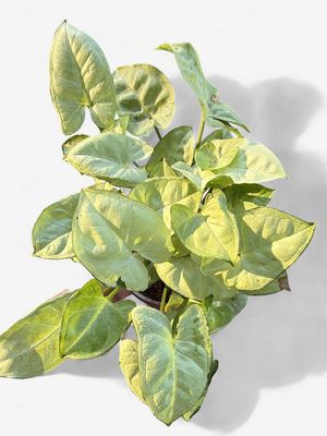 4" Syngonium White Butterfly