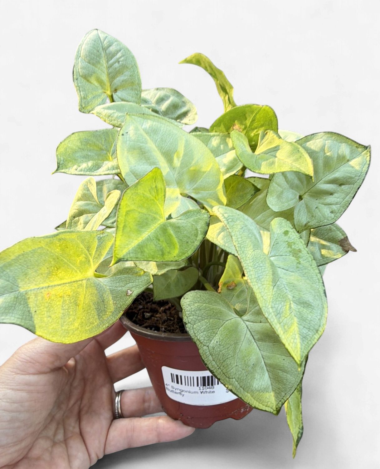 4" Syngonium White Butterfly