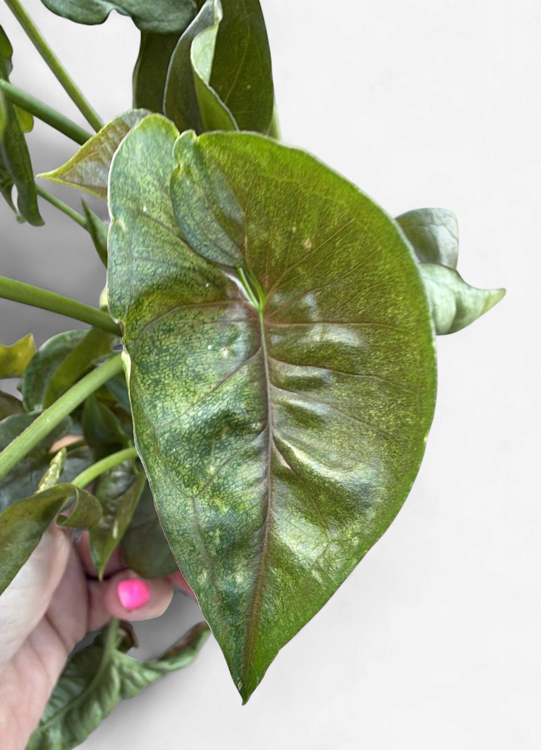 4" Syngonium Neon Robusta