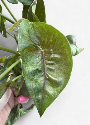 4" Syngonium Neon Robusta