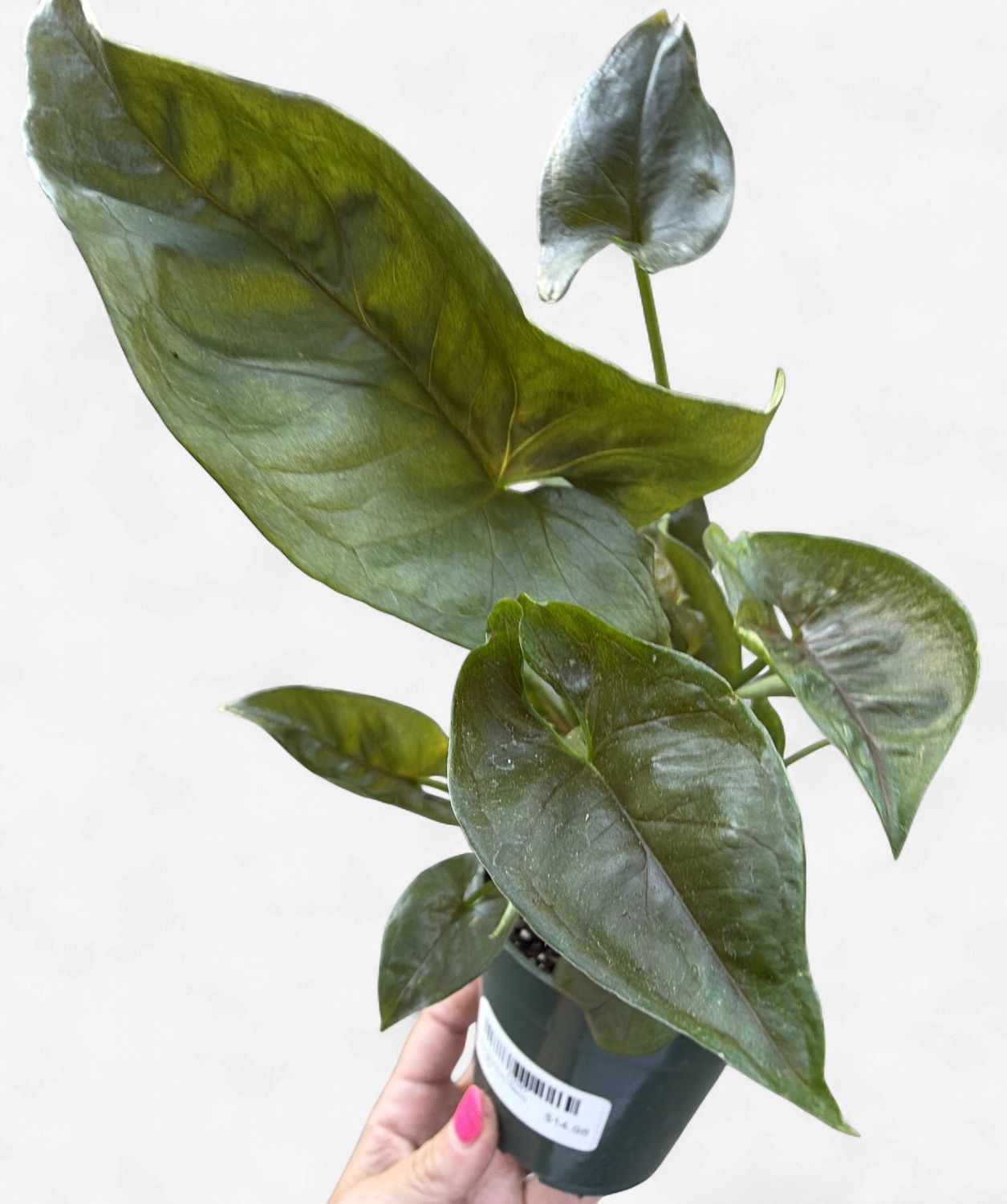 4" Syngonium Neon Robusta