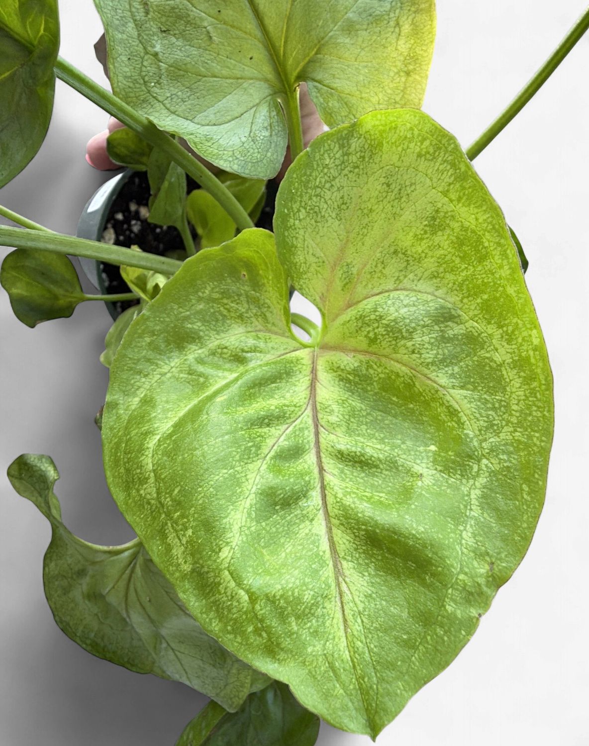 4" Syngonium Gold Allusion