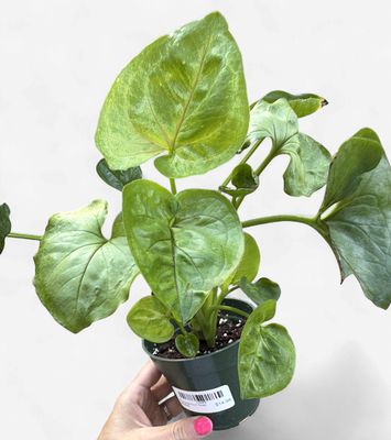 4" Syngonium Gold Allusion