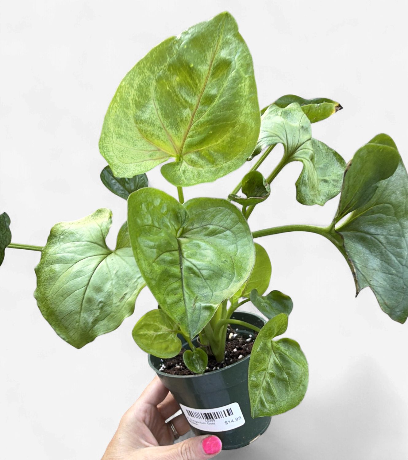 4" Syngonium Gold Allusion
