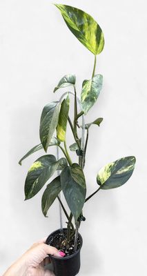 4" Epipremnum Pinnatum Yellow Flame