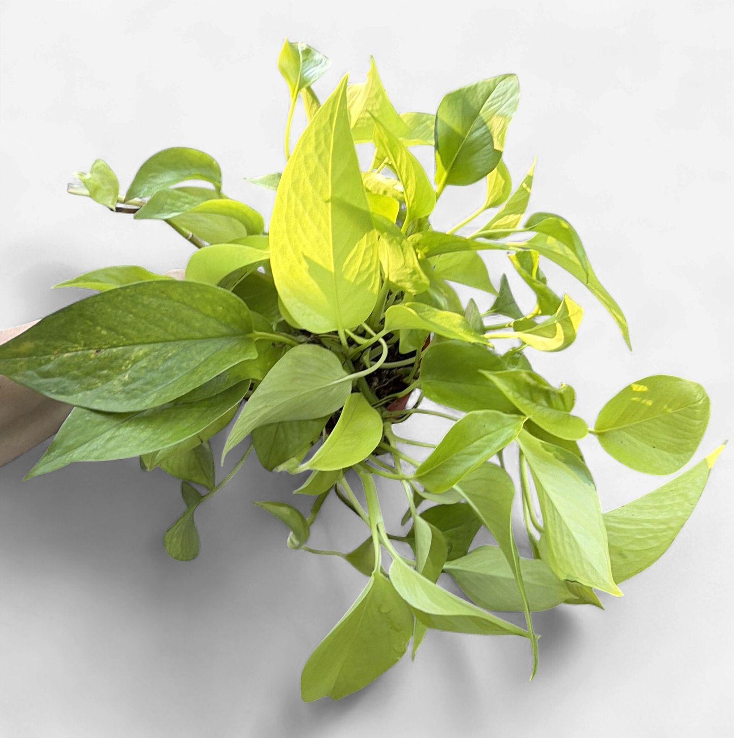 6" Pothos Neon