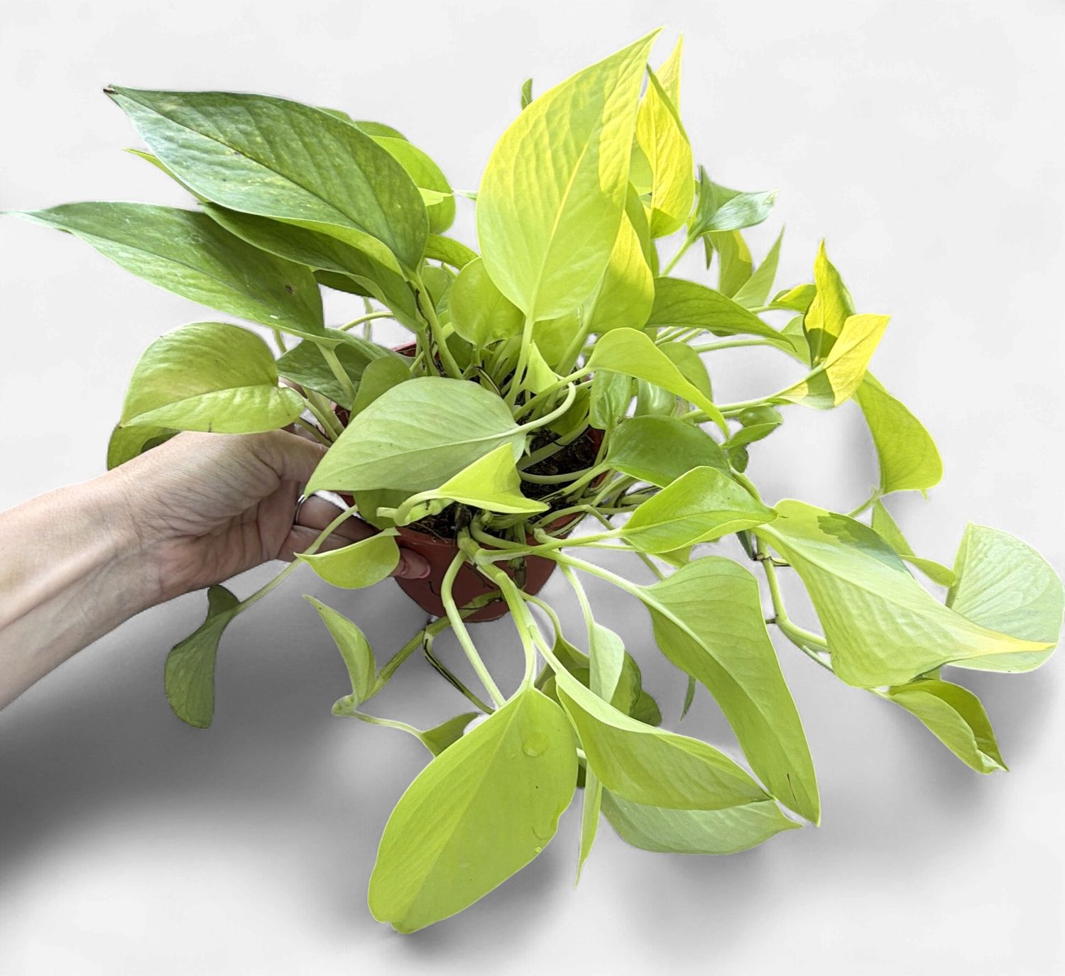 6" Pothos Neon