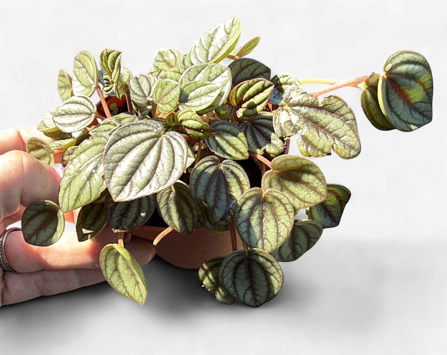 4" Peperomia Piccolo Banda