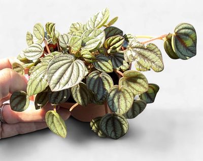 4" Peperomia Piccolo Banda